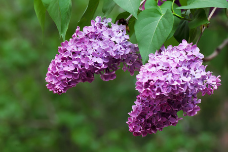 春天紫丁香花与绿枝