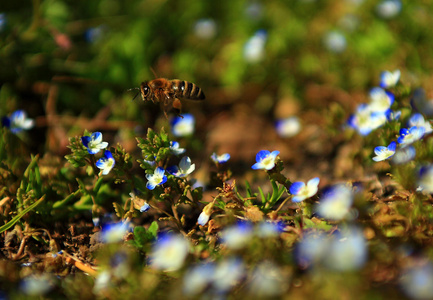 野生花卉场和飞行的蜜蜂