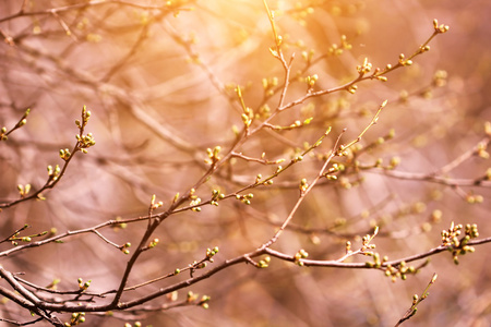 树枝在春天在日落时间