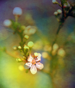 苹果树花在春天