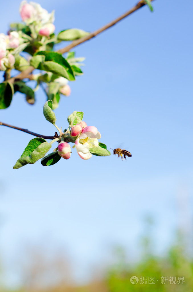 苹果花与一只蜜蜂的分支