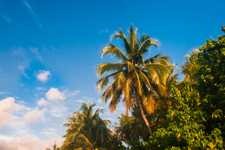异国风情的棕榈树白色的沙滩上。豪华的度假村