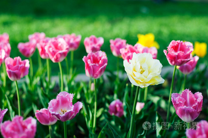 春天开的花高贵图片