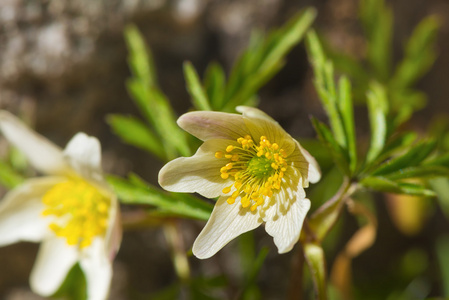 海葵 nemorosa 花