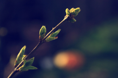 樱桃树芽