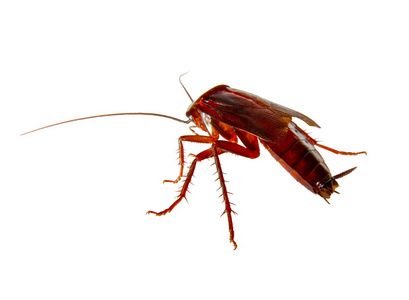 蟑螂爬进设备图片