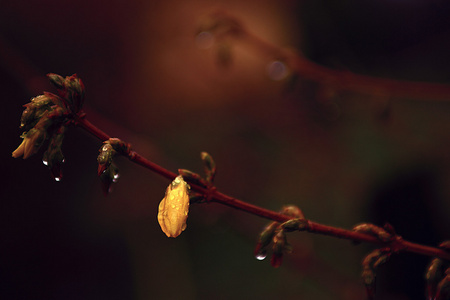 樱桃树芽