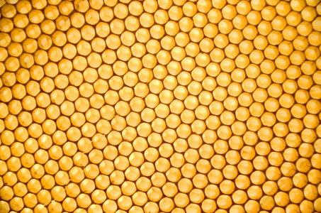 净额 单元格 梳篦 生物学 黄色 生物 蜂蜡