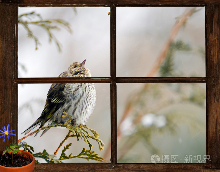 松树黄雀鸟看穿了一扇窗户对春天的向往