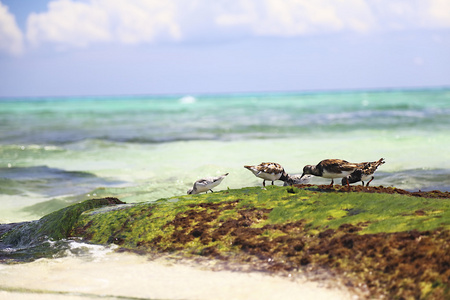 海鸥在海