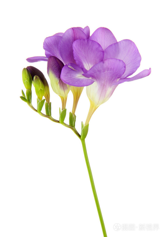 紫色小苍兰花白色上孤立