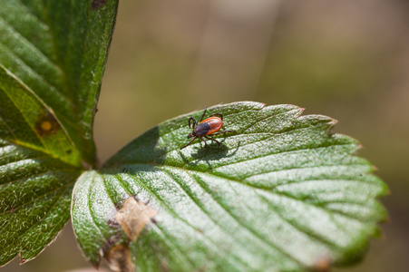 硬蜱 scapularis