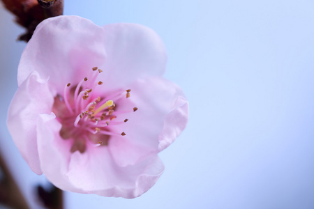 水果树花