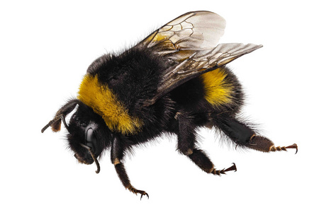 大黄蜂物种熊蜂蒺藜图片