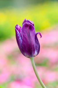 en lila tulpan紫色郁金香