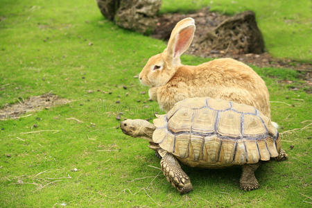 乌龟和大兔子开始比赛照片