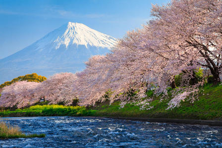 富士和樱花