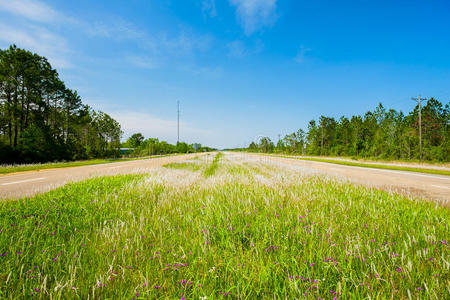 公路野花