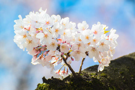 春天的日本樱花