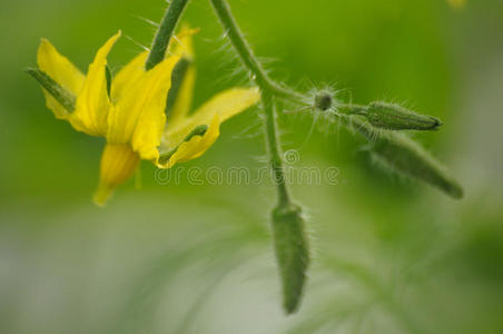 番茄花特写照片