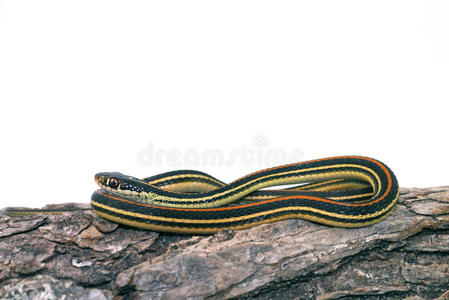 普通吊袜蛇thamnophis sirtalis