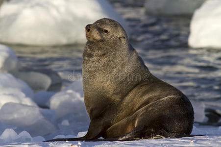 栖息在雪堤上的公海豹