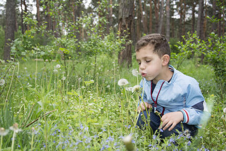 男孩坐在蒲公英附近的森林里。
