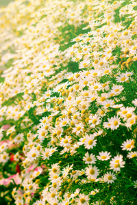 花园里的白色雏菊