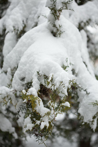 雪