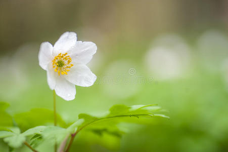 木银莲花