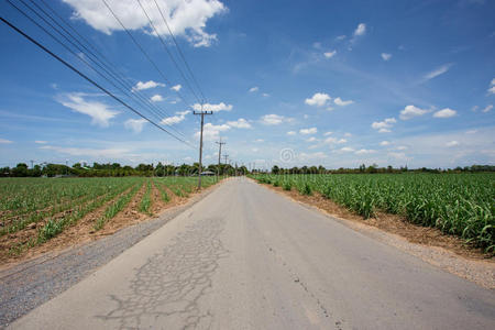 蓝天甘蔗农场的道路