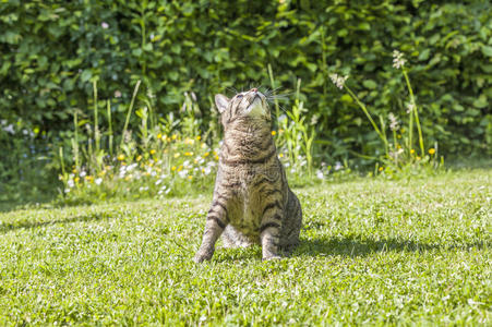 斑猫在看鸟