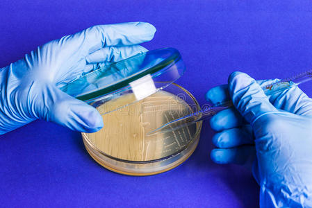 手拿手套，拿着细菌培养皿，在生化实验室工作。
