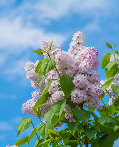 美丽的紫丁香花盛开