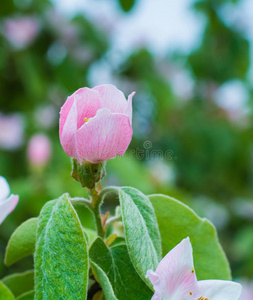 美丽的小苹果树花特写