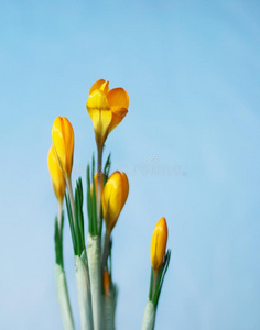 黄番红花开花特写孤立