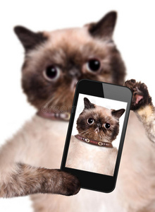 猫用智能手机自拍