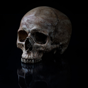 头骨正面图照片