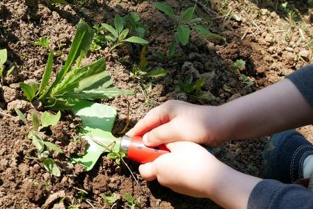 在花园里玩孩子用玩具铲在花园里除草照片