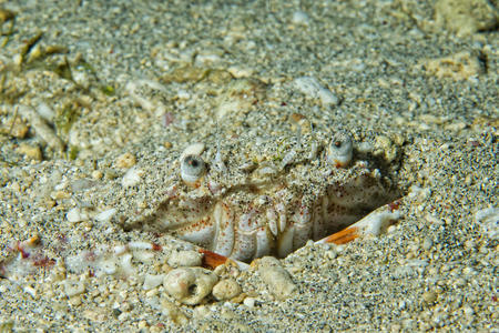 一只藏在沙滩上的彩色寄居蟹
