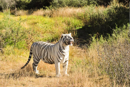 野外罕见的白虎