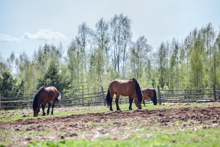 在乡村田野上吃草的马