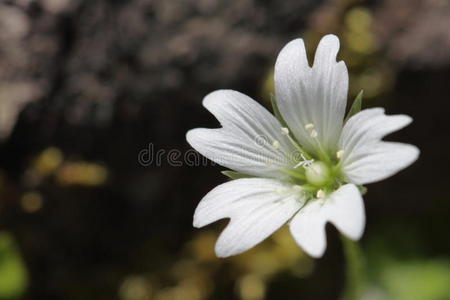 小白花