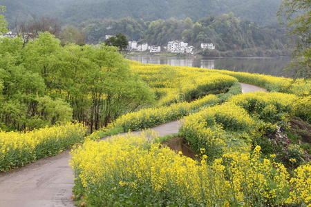 中国农村油菜花开