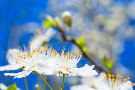 春暖花开