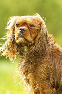 一个有趣的骑士查尔斯国王猎犬肖像