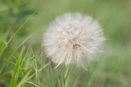 山羊胡须花