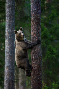 芬兰森林里的棕熊