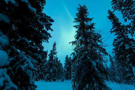 芬兰森林上空的北极光