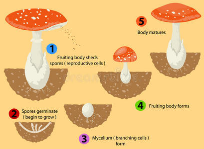 蘑菇的生长过程及图片图片
